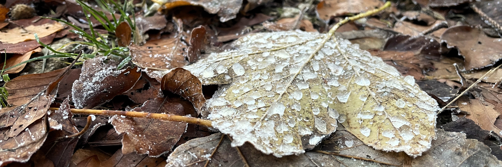 Titelbanner Herbst, Winter Blatt