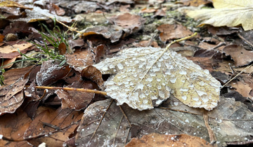 Titelbanner Herbst, Winter Blatt